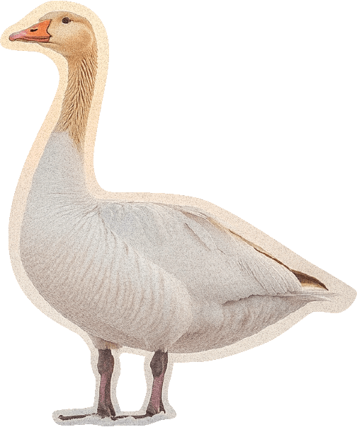 animated nature scene with a goose