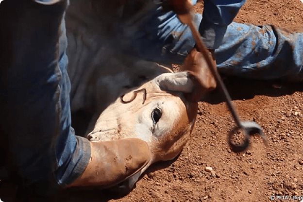 cow being forcibly branded