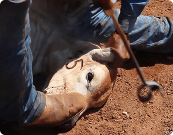 cow being forcibly branded